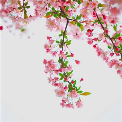 柱子英雄手游下载